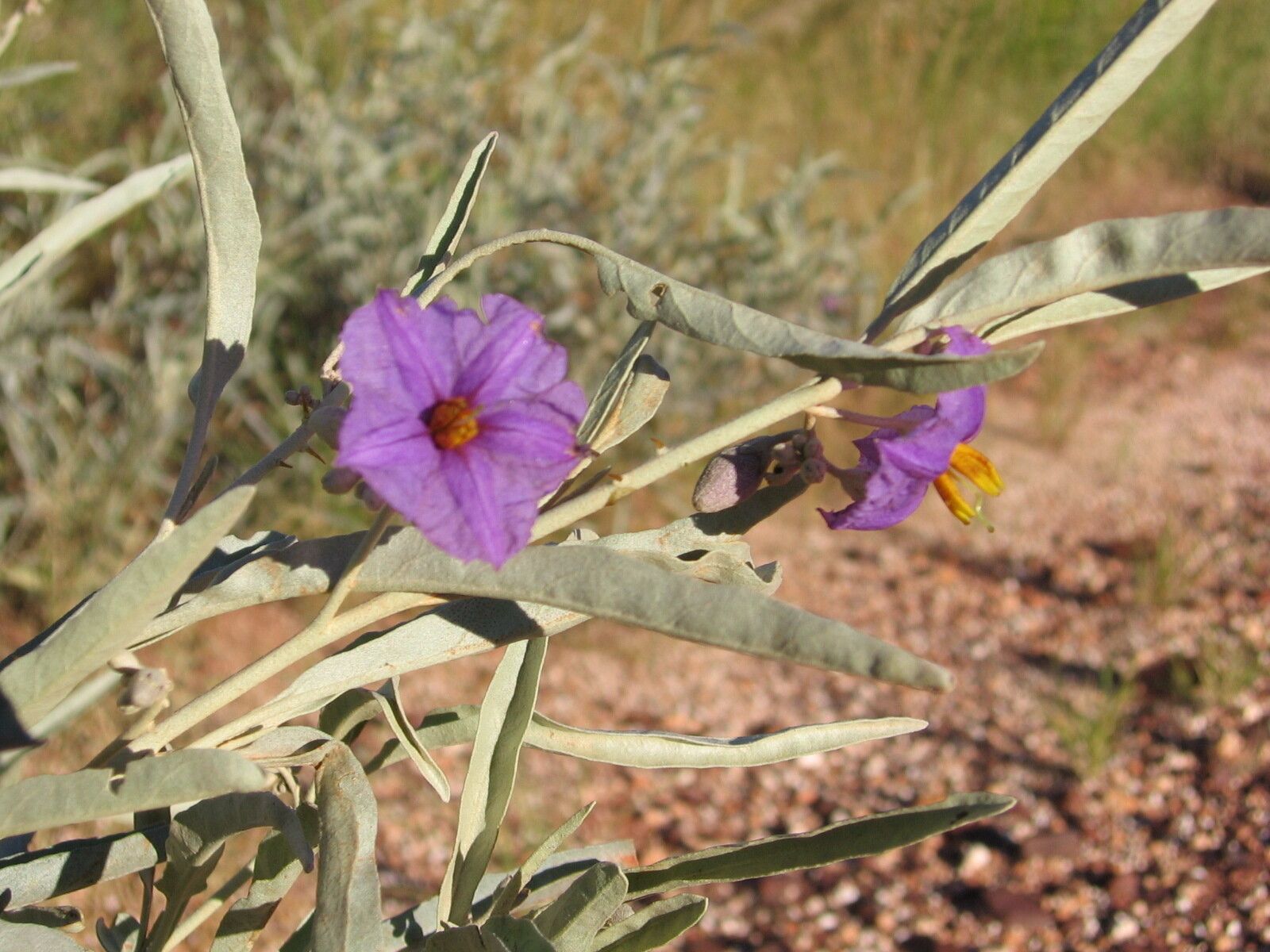 Solanum elatius — houseplant care guide