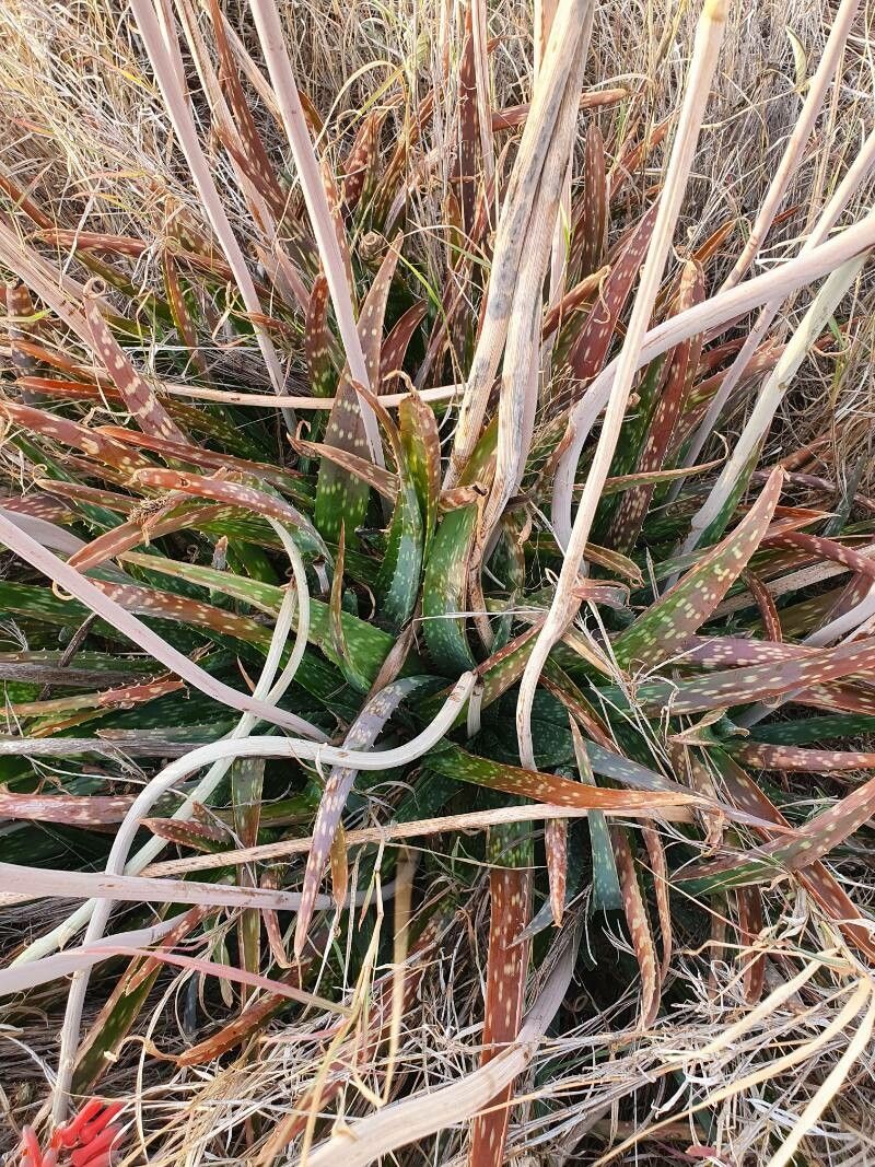 Aloe ellenbeckii leaf