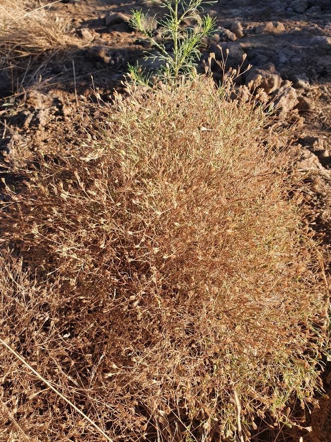 Schkuhria pinnata fruit