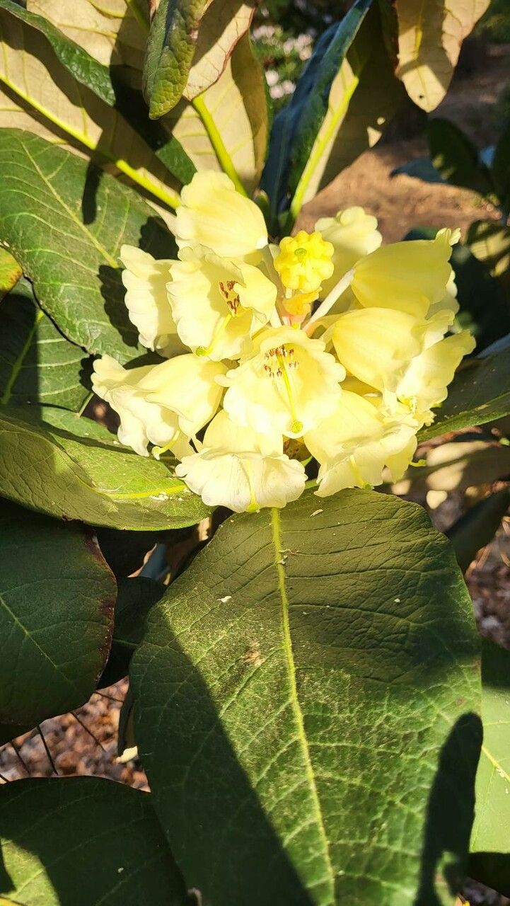 Rhododendron sinofalconeri flower