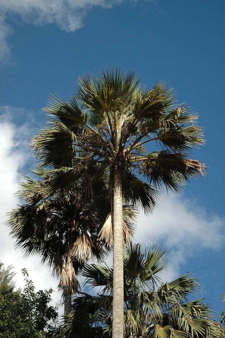 Pritchardia affinis habit