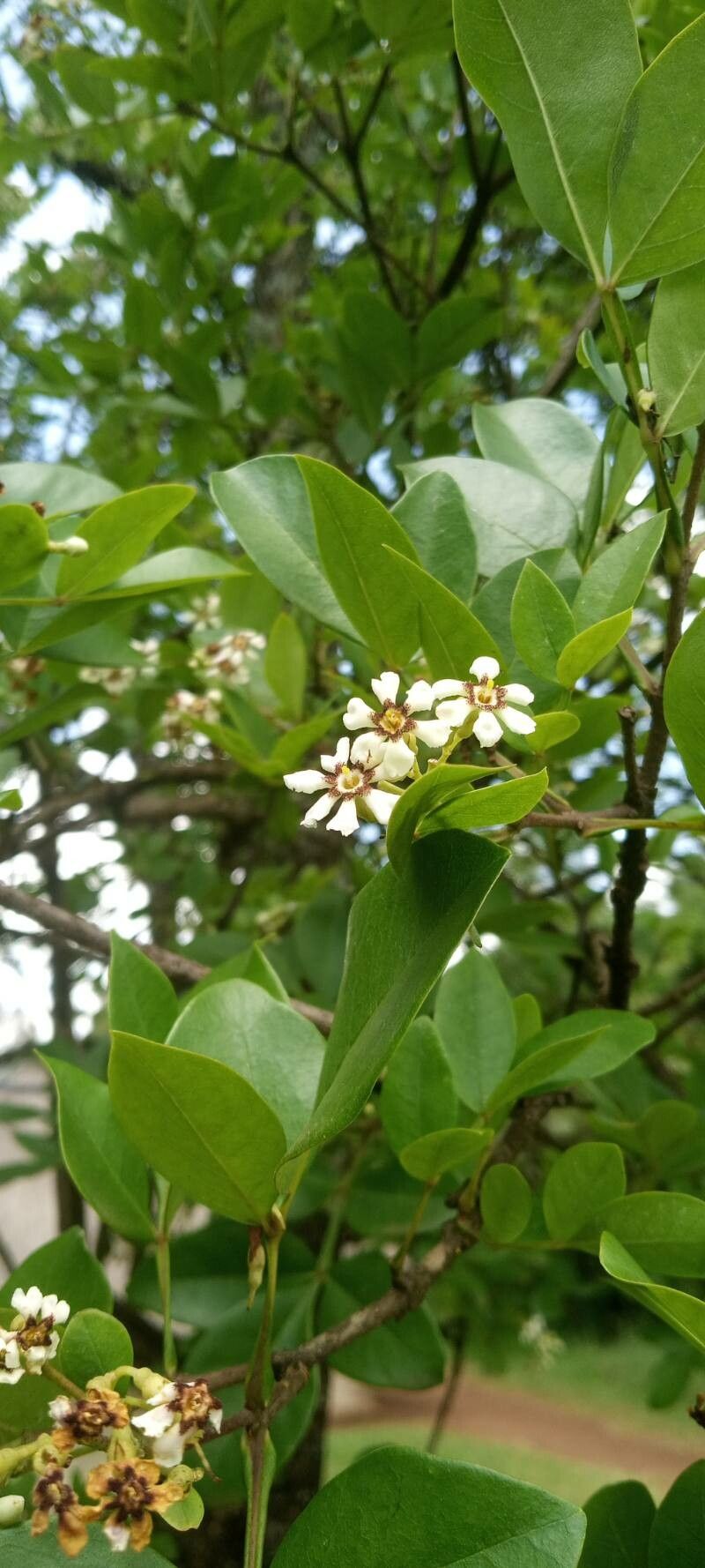 Schrebera alata flower