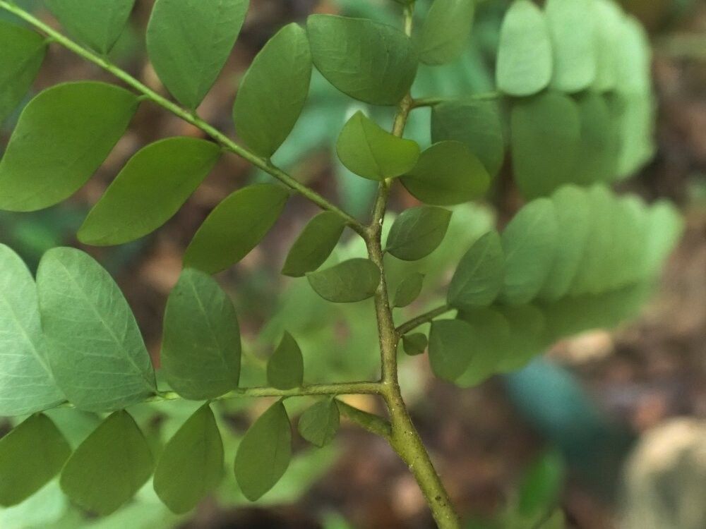 Dicranolepis pusilla — houseplant care guide