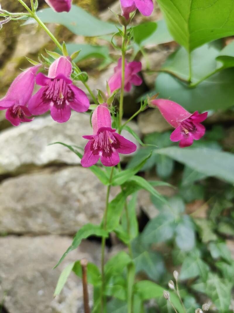 Penstemon triflorus — search result for 'Penstemon'