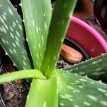 Aloe vera