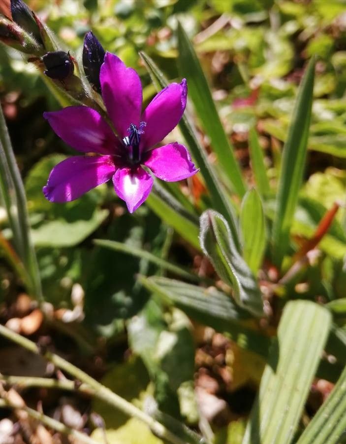 Babiana stricta flower