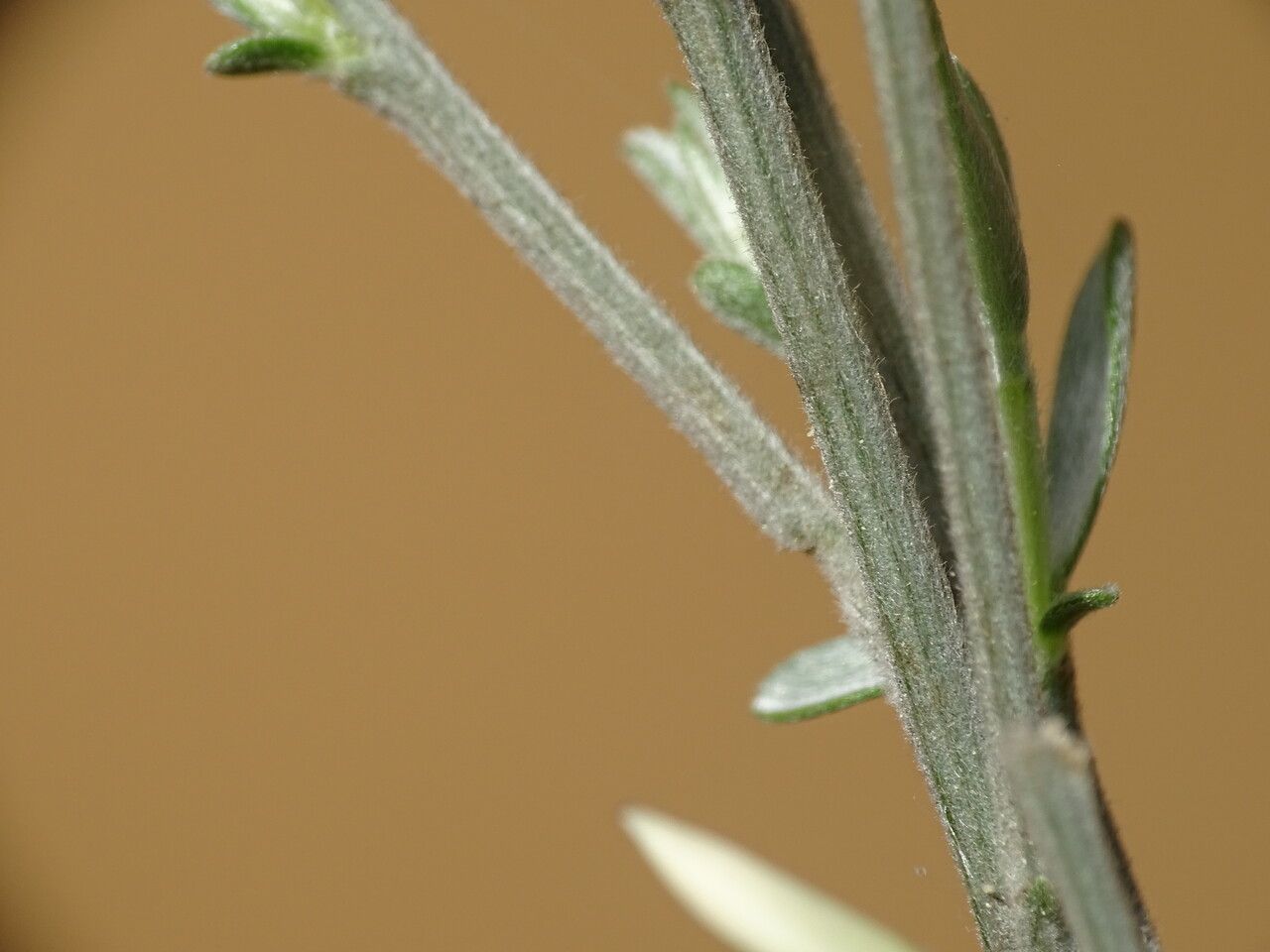 Cytisus multiflorus bark