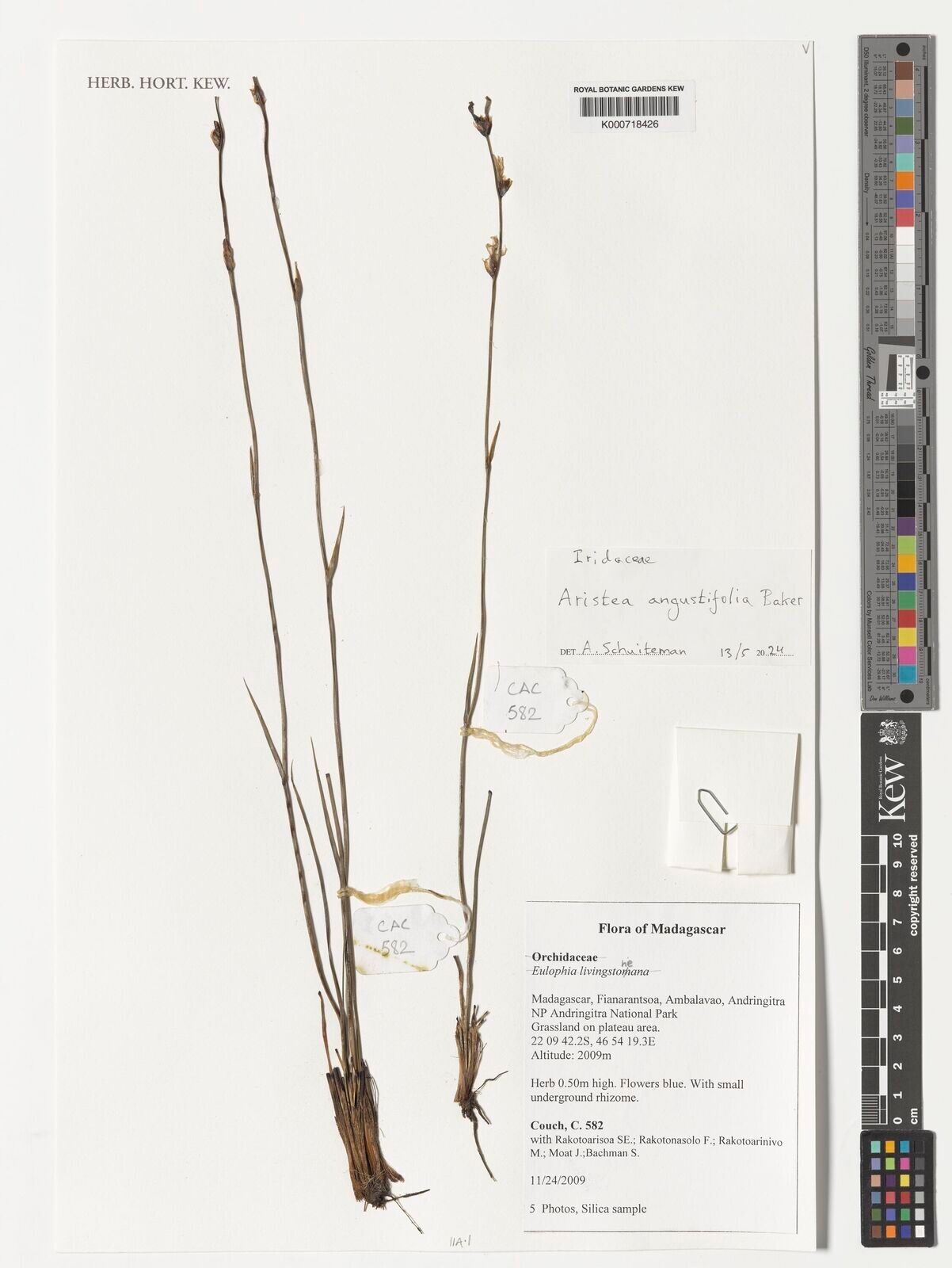 Aristea angustifolia — related species from the same genus
