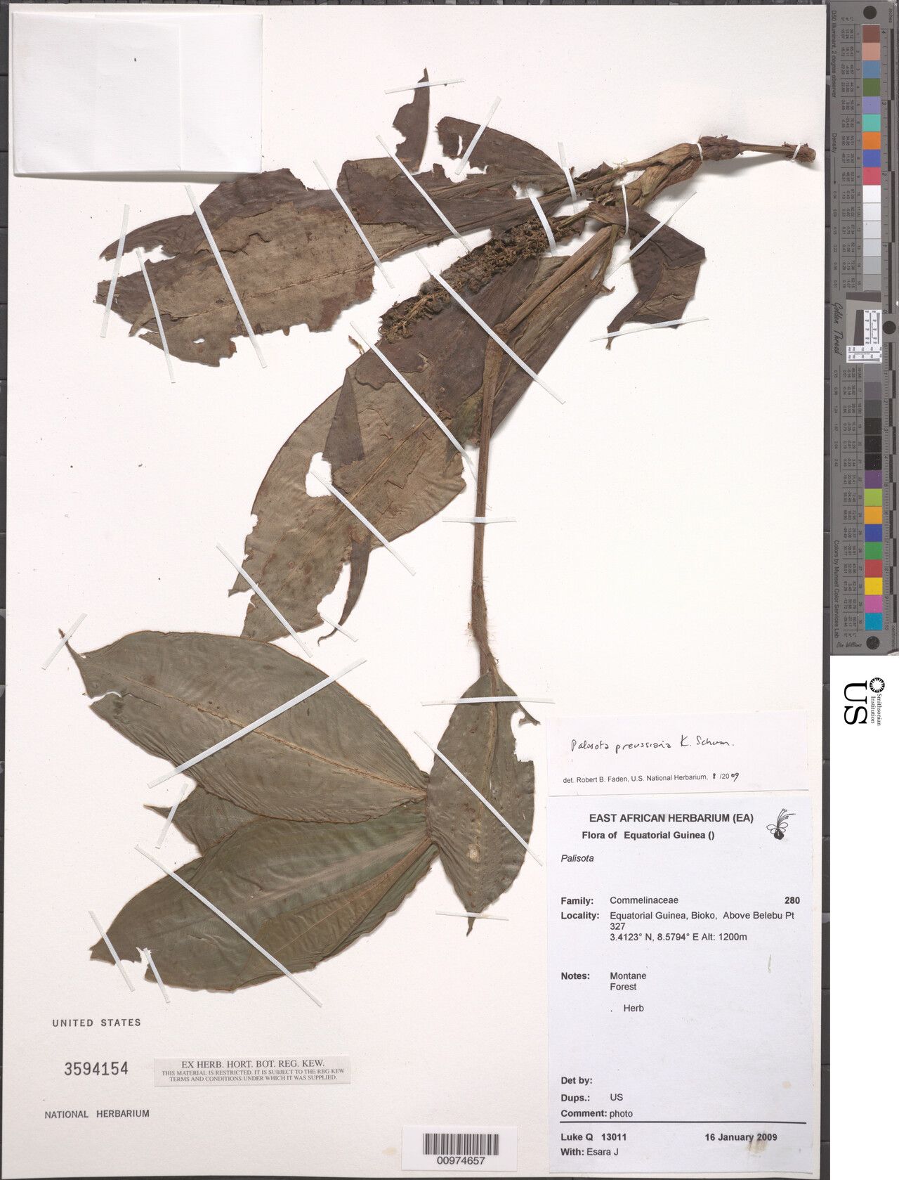 Palisota preussiana — houseplant care guide