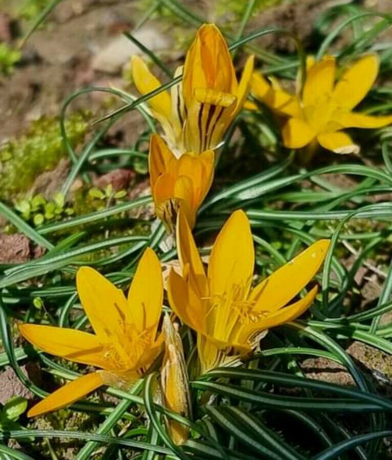 Crocus graveolens — search result for 'Syria'