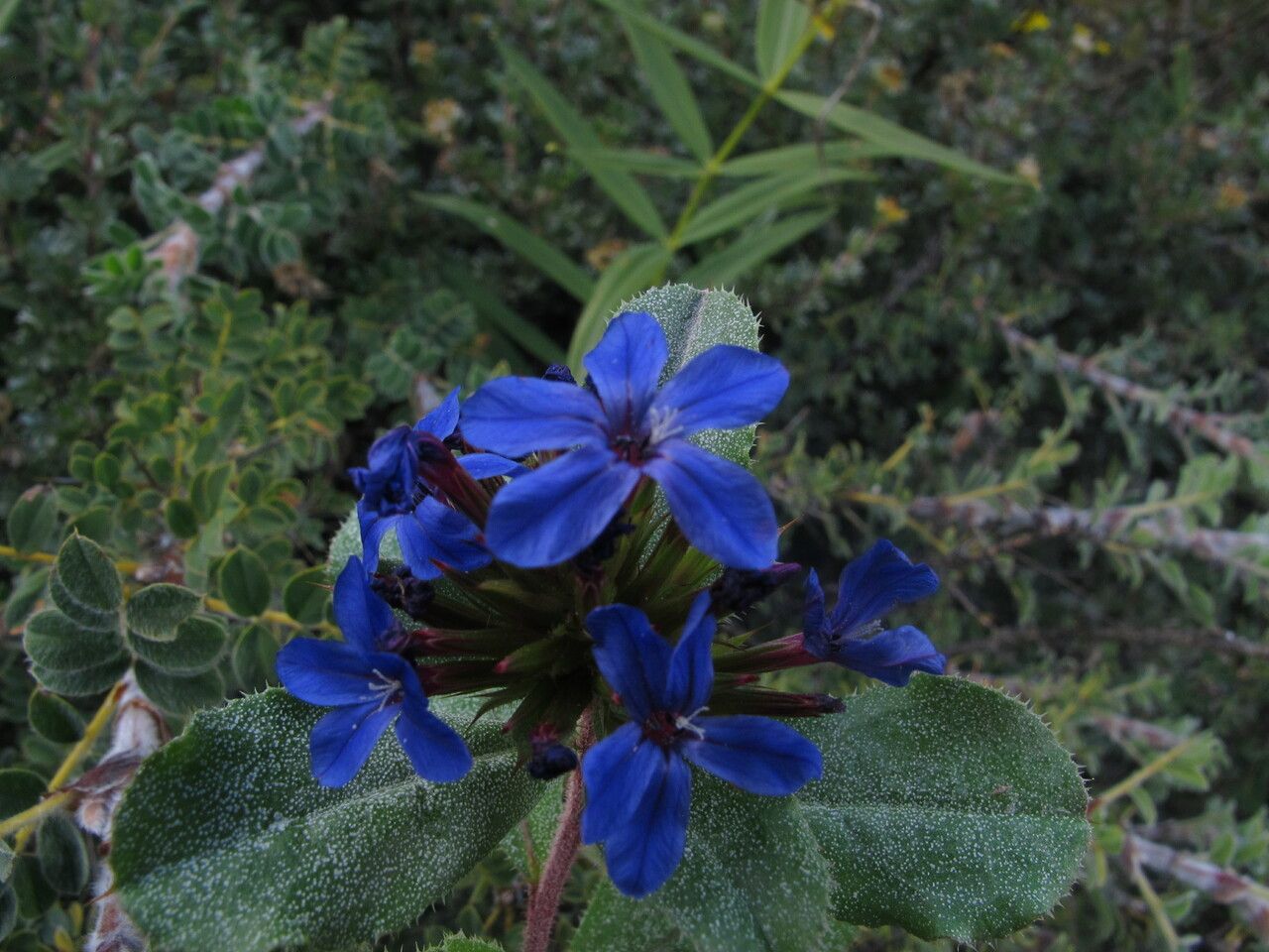 Ceratostigma ulicinum habit
