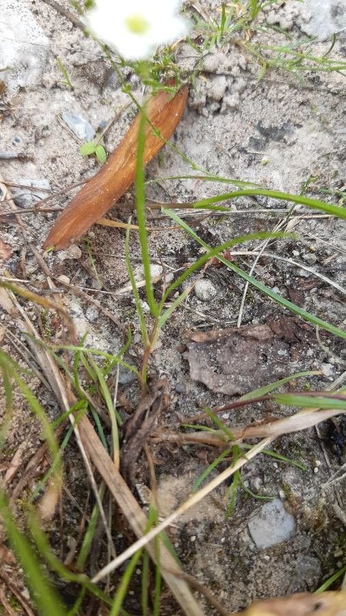 Sagina nodosa — search result for 'Sagina'