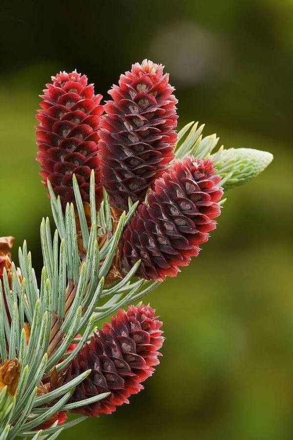 Picea engelmannii flower