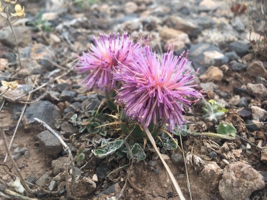 Centaurea urvillei flower