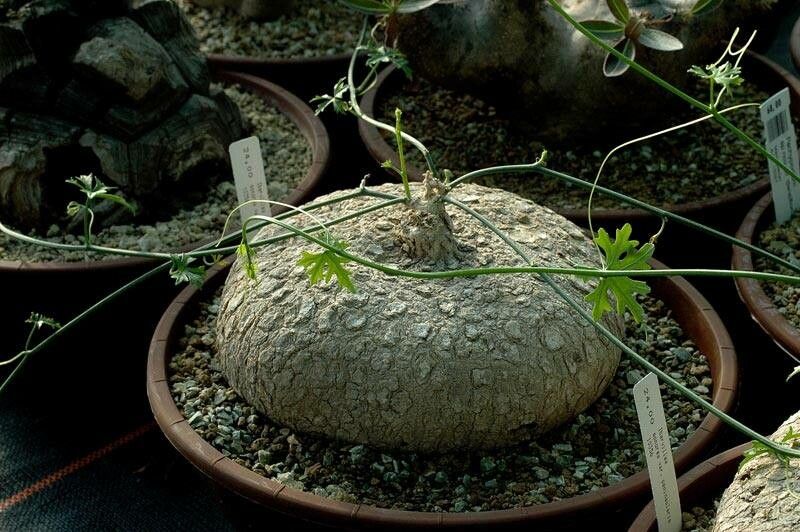 Ibervillea sonorae — houseplant care guide