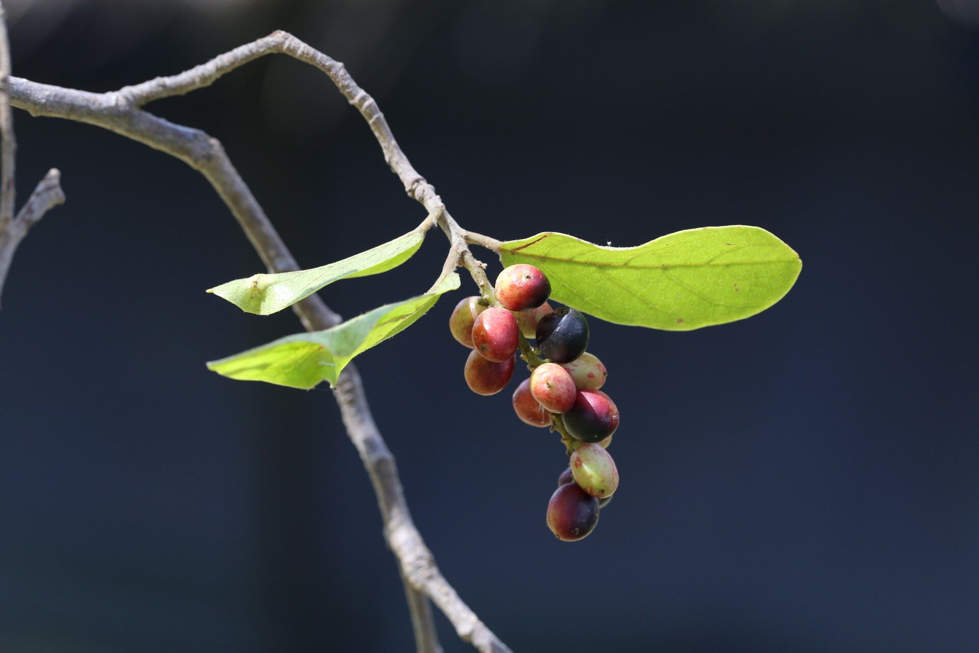 Antidesma rufescens fruit