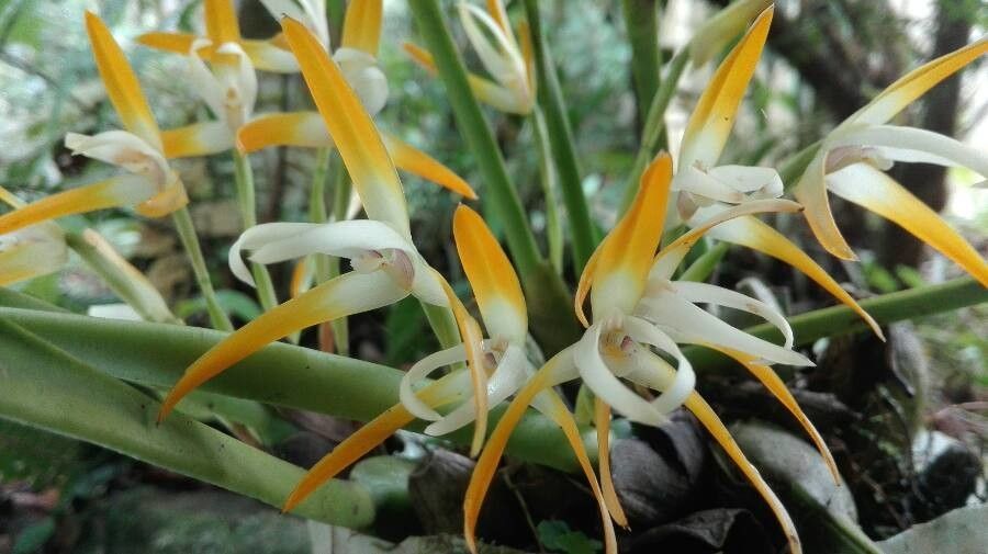 Maxillaria ringens — search result for 'Maxillaria'