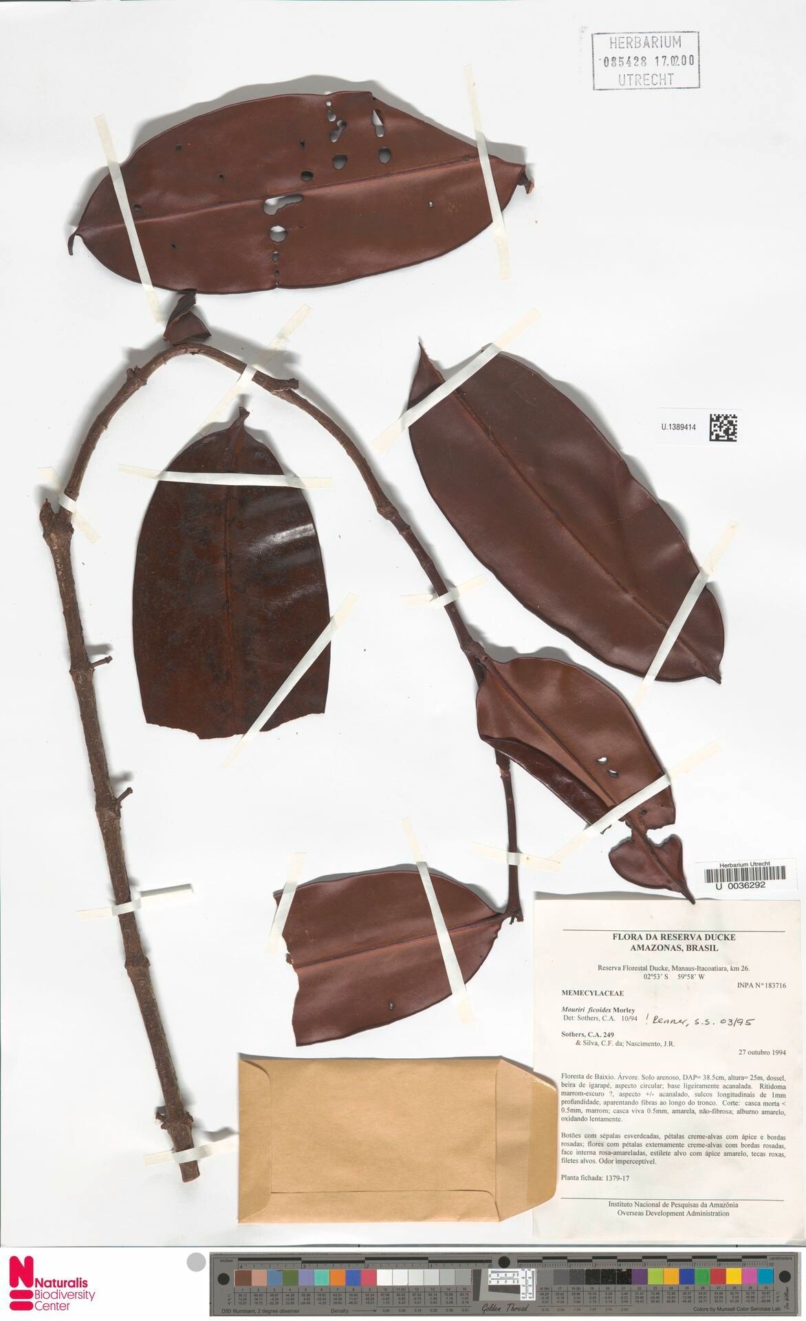 Mouriri ficoides leaf