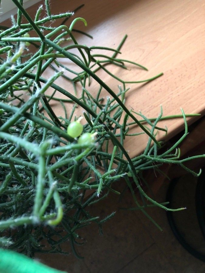 Rhipsalis cereuscula fruit