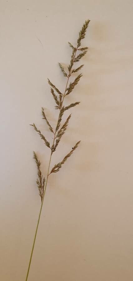 Sporobolus pellucidus flower