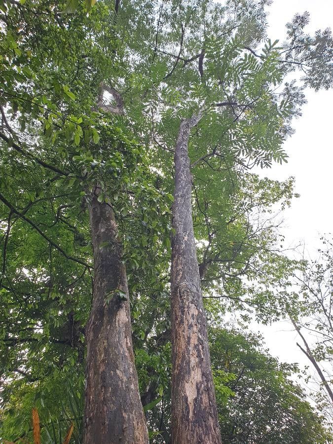 Peronema canescens bark