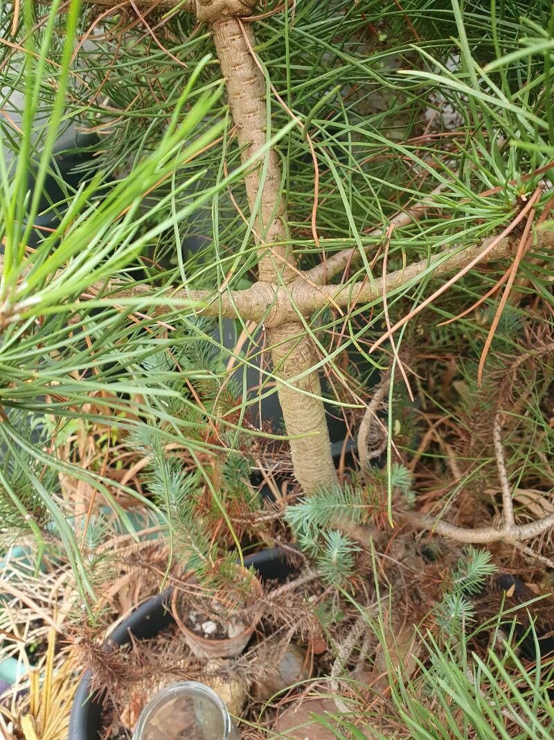 Pinus torreyana bark