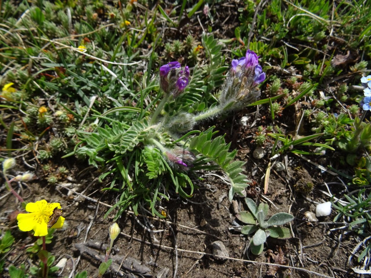 Oxytropis halleri bark