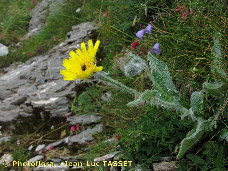 Hieracium monregalense habit