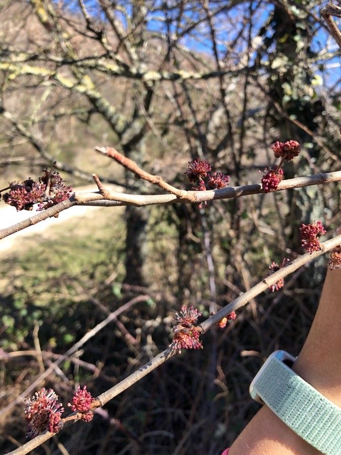 Ulmus carpinifolia flower