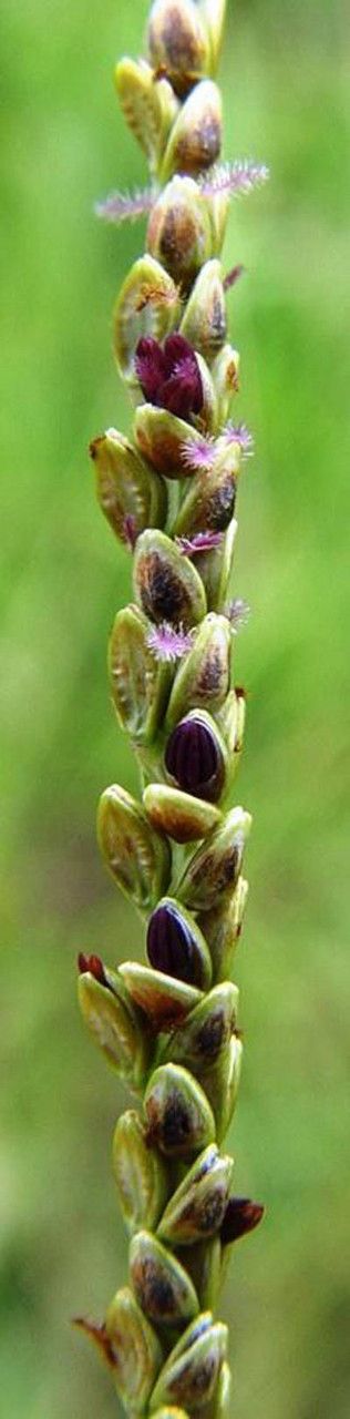 Paspalum modestum flower