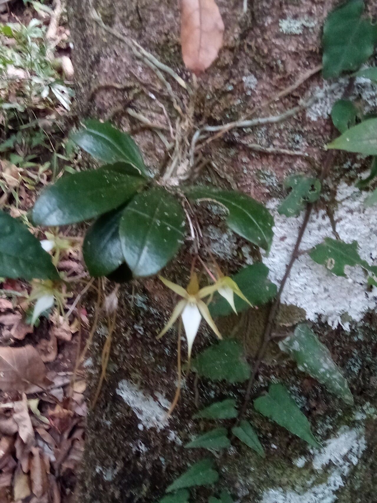 Aerangis monantha flower