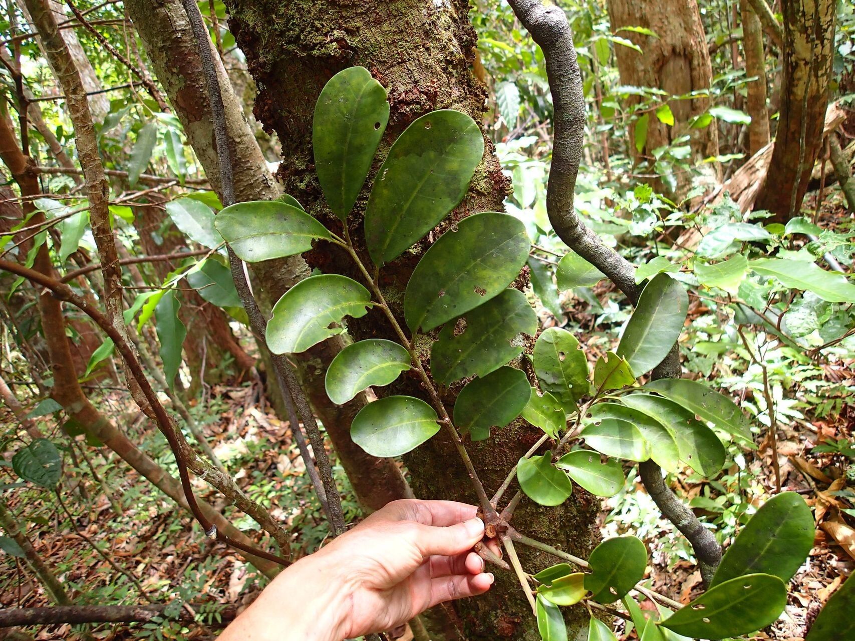 Didymocheton roseus leaf