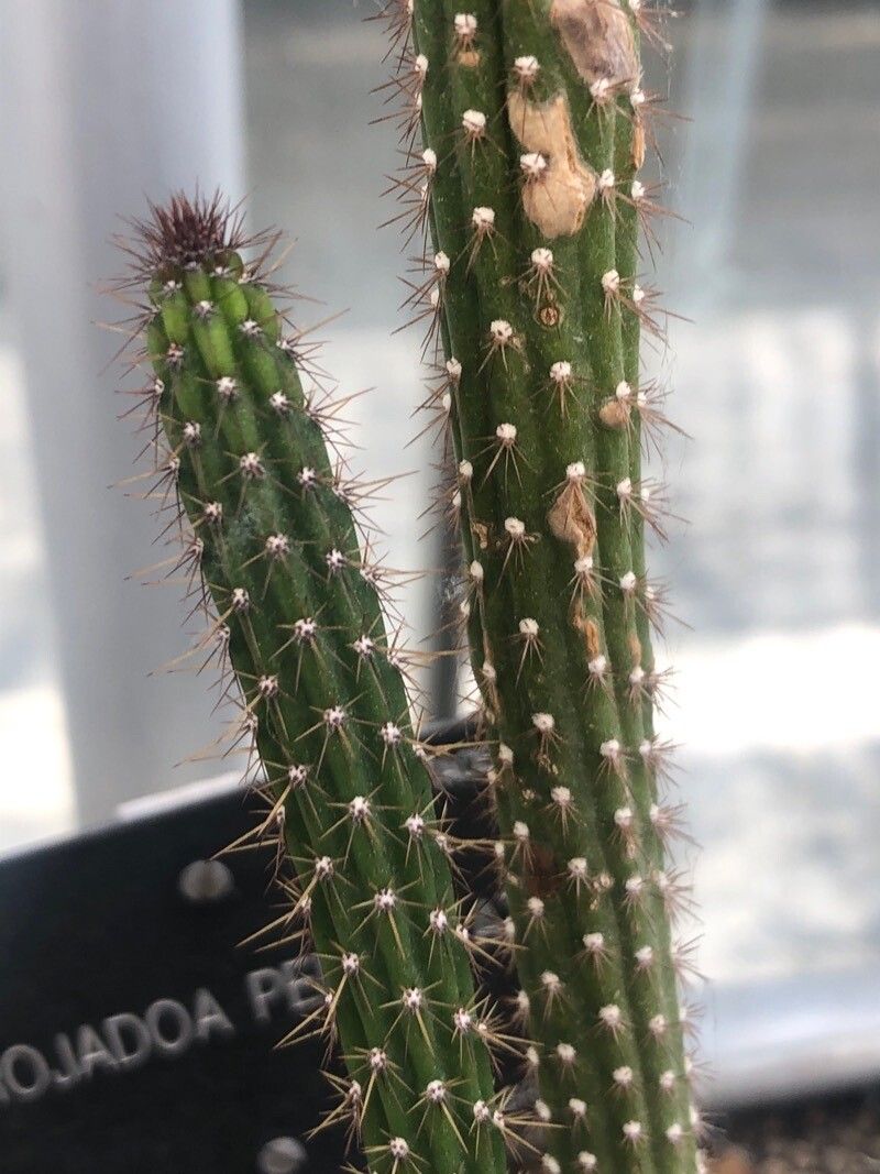 Arrojadoa penicillata — houseplant care guide