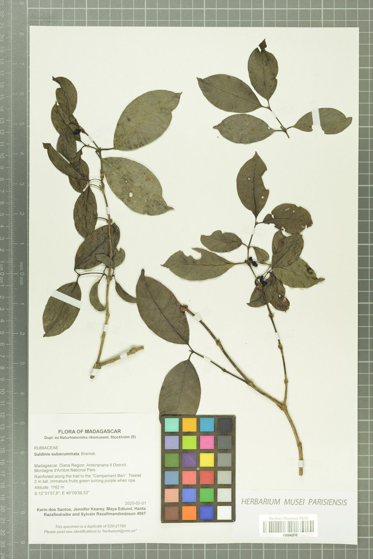 Saldinia subacuminata — houseplant care guide