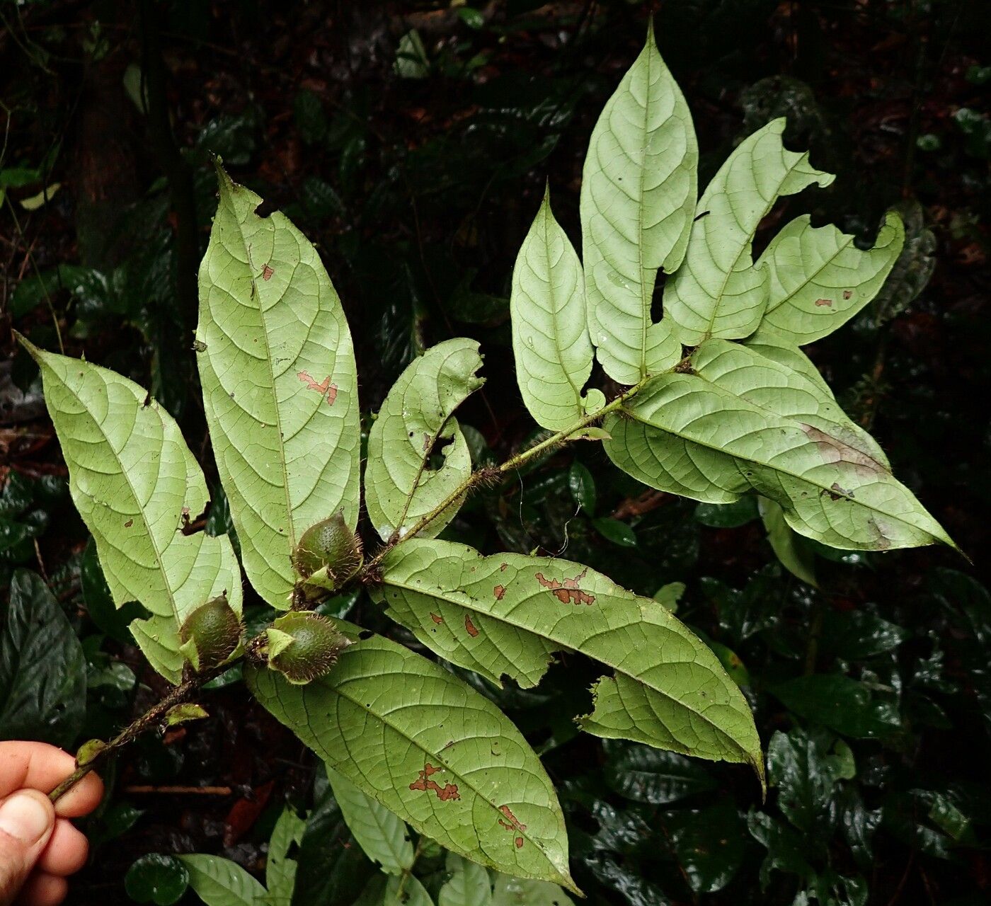 Diospyros conocarpa habit