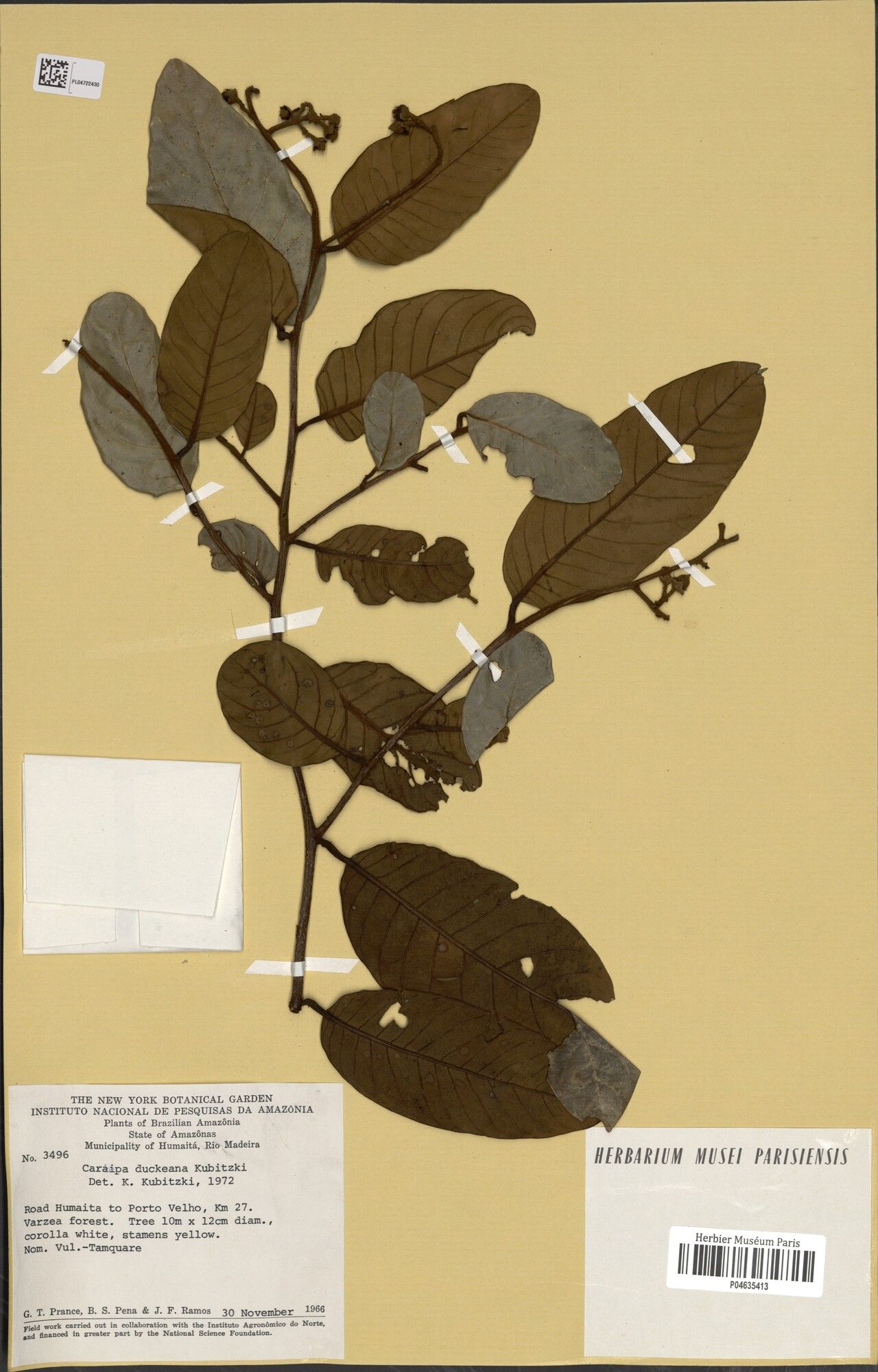 Caraipa duckeana — related species from the same genus