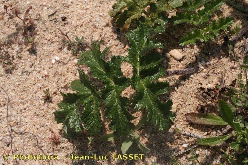 Thapsia nitida leaf