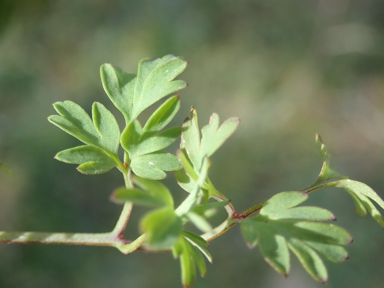 Fumaria bastardii — search result for 'Fumaria'