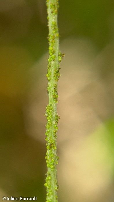 Macaranga vedeliana bark