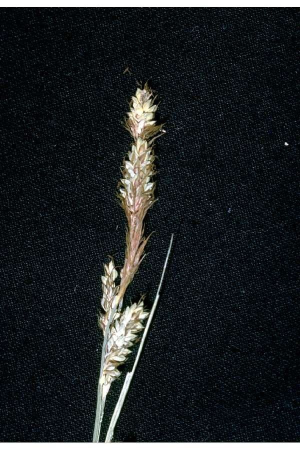 Carex buxbaumii flower