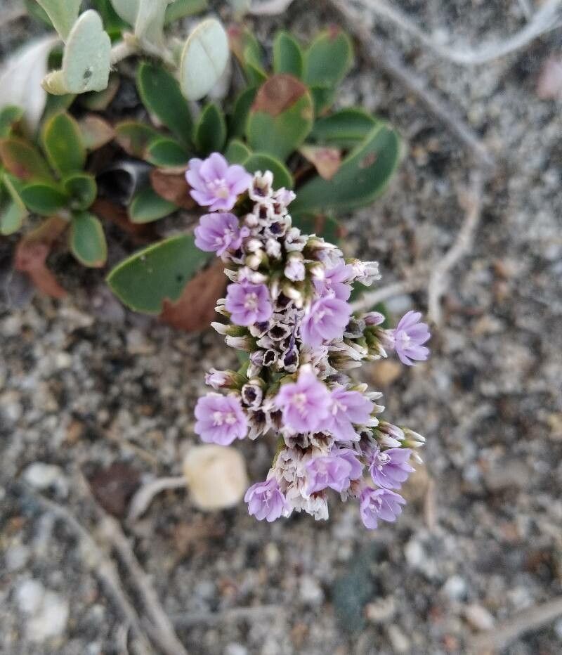 Limonium dodartii flower
