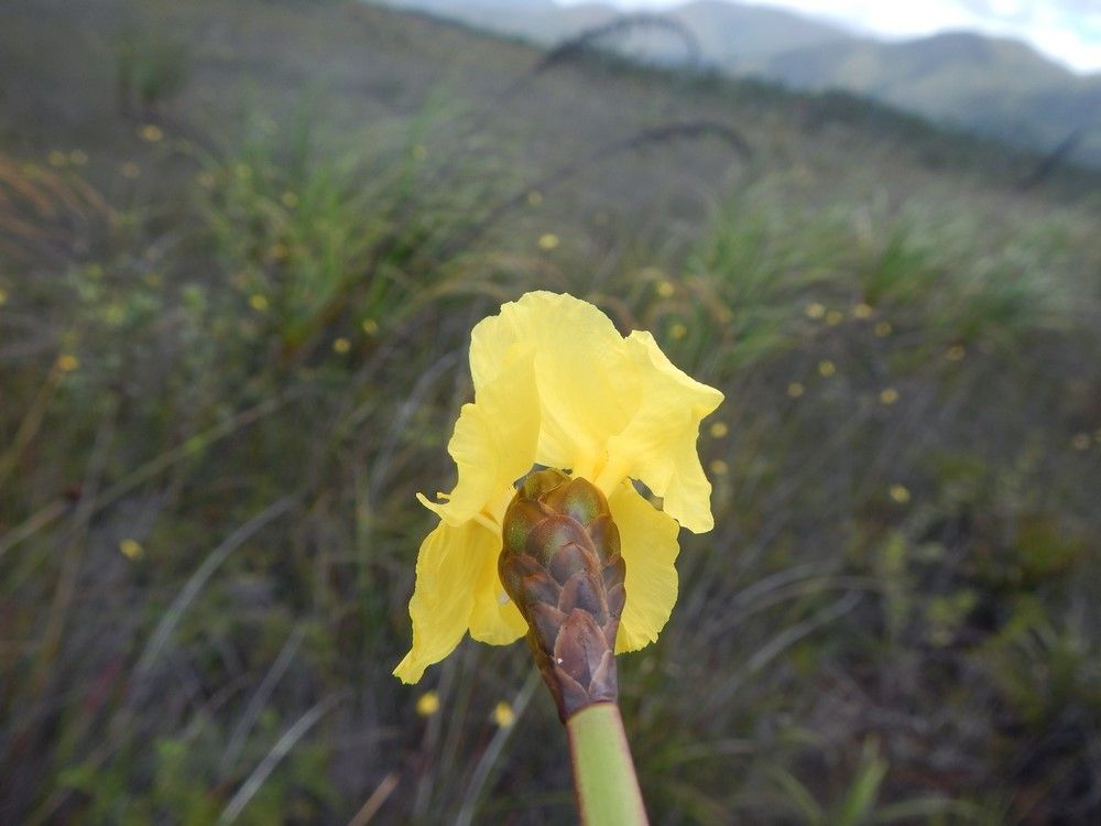 Xyris neocaledonica — houseplant care guide