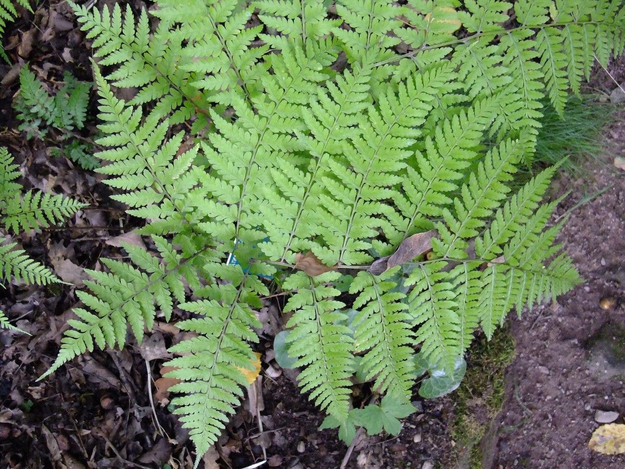 Athyrium vidalii habit