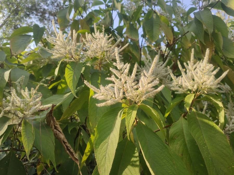 Lithocarpus glaber — search result for 'Lithocarpus'