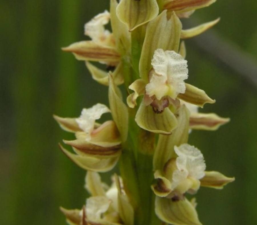 Prasophyllum australe — houseplant care guide