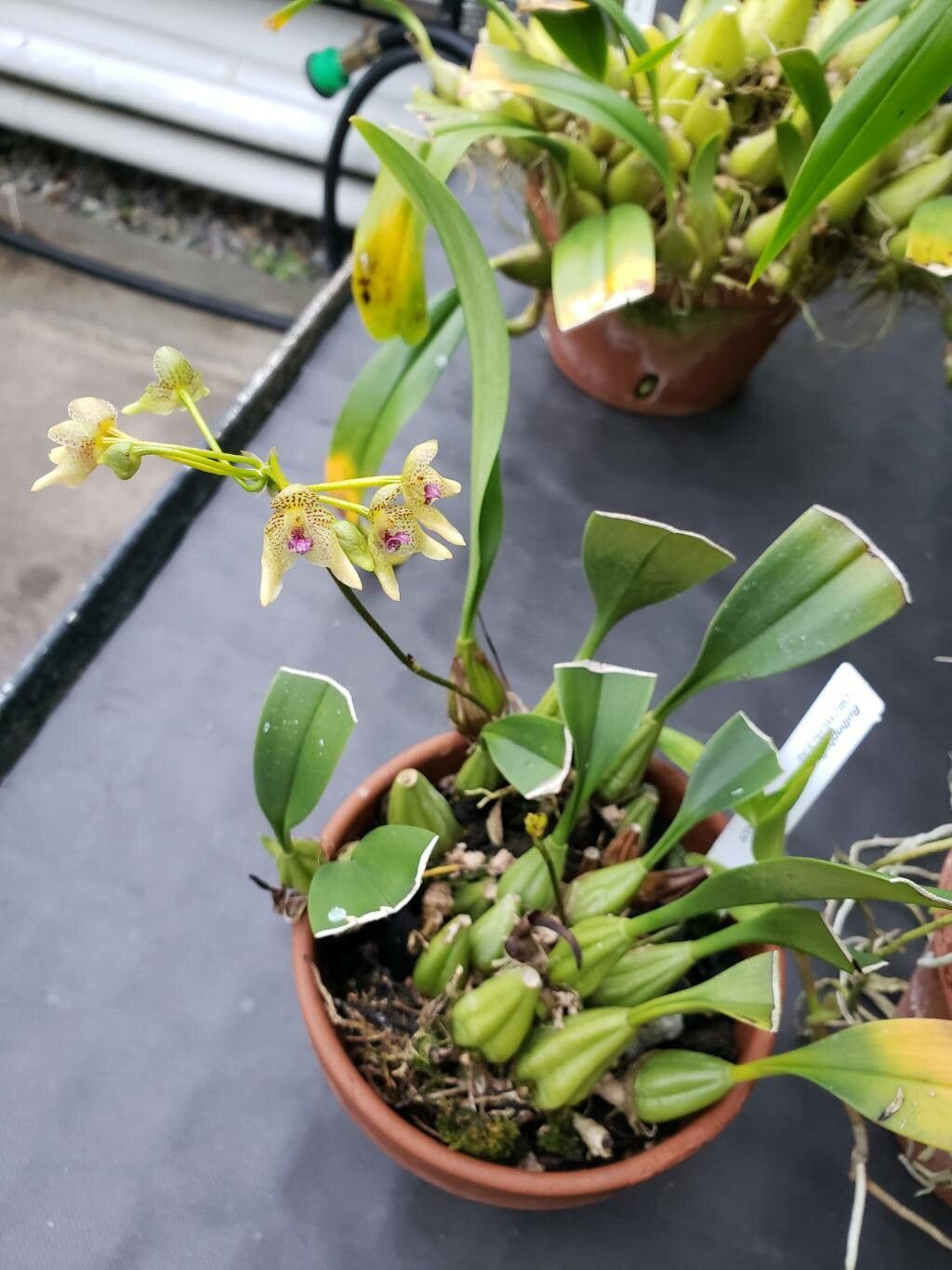 Bulbophyllum guttulatum habit