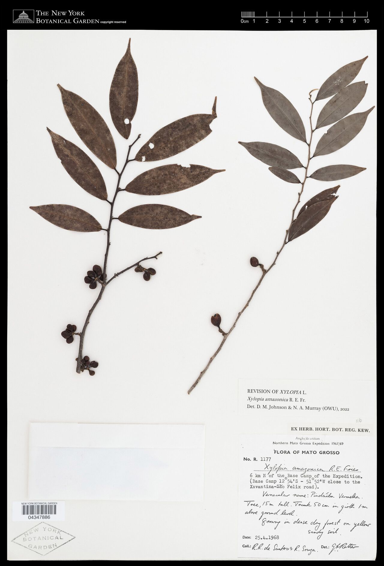 Xylopia amazonica leaf