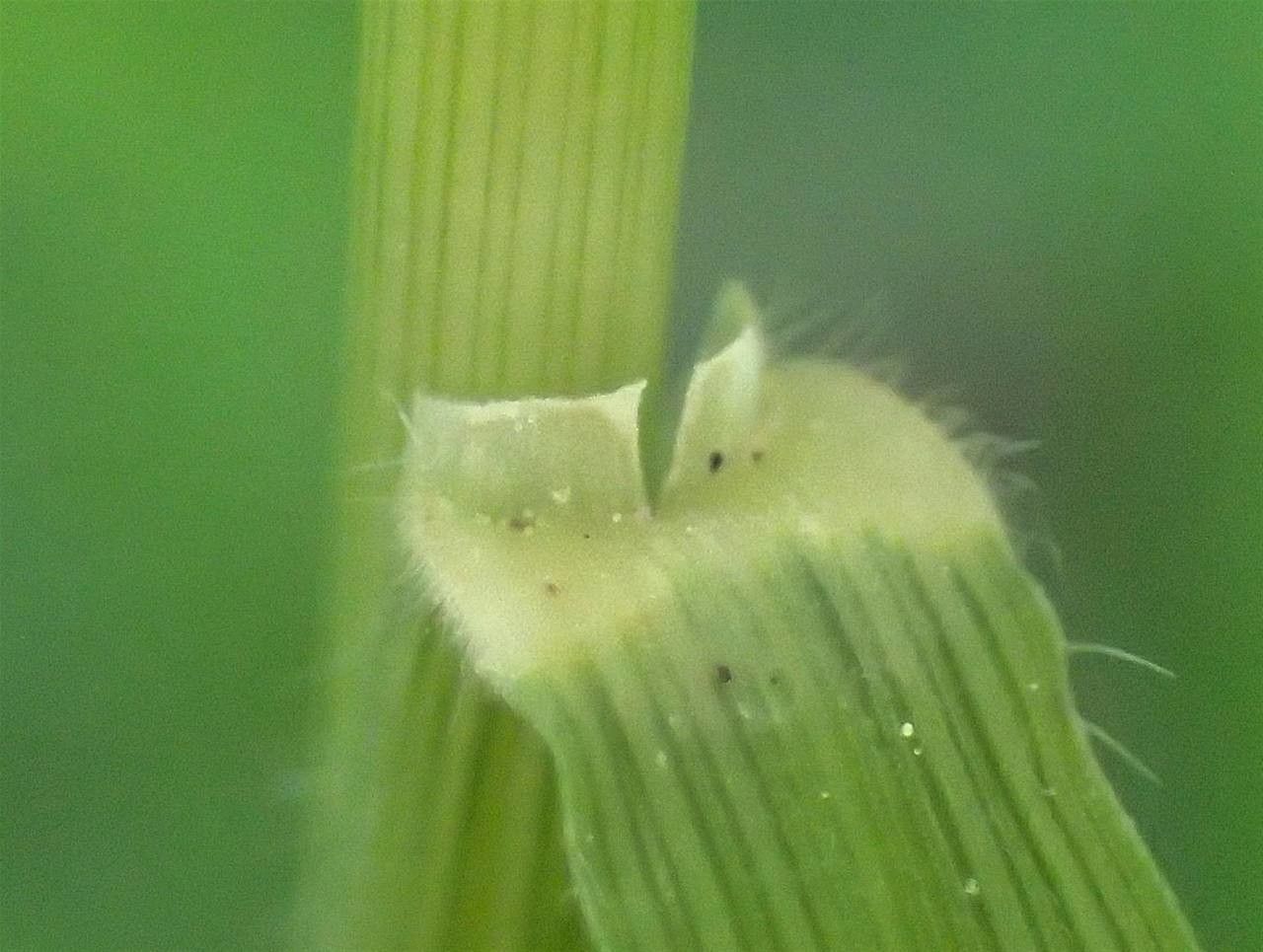 Brachypodium pinnatum flower