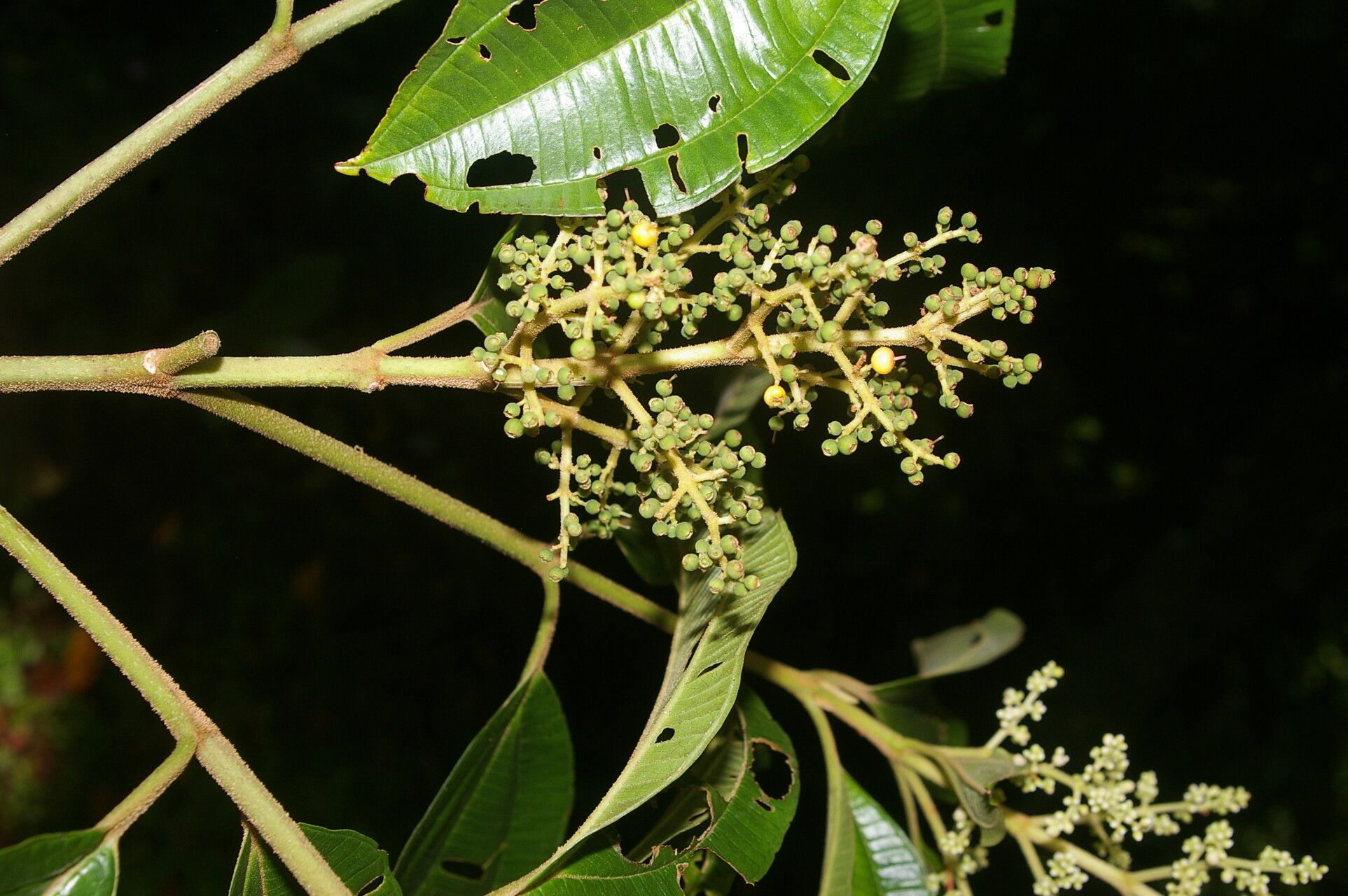 Miconia theizans — houseplant care guide