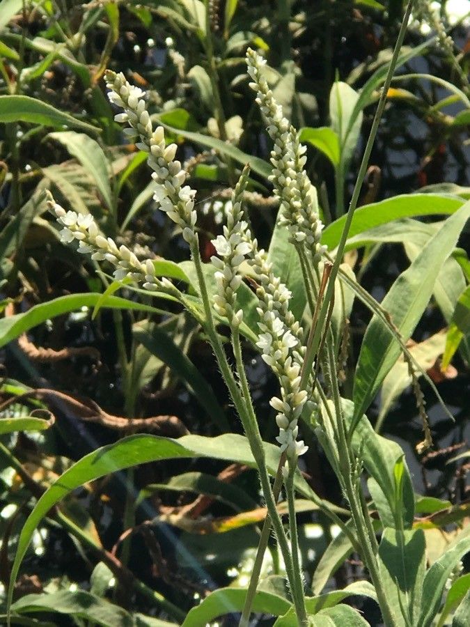 Persicaria attenuata — houseplant care guide